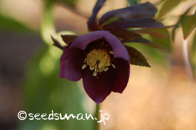 helleborus_orientalis_BK_Fumei_20130305