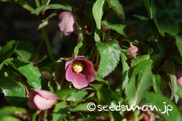 helleborus_orientalis_RRM_20130308_1