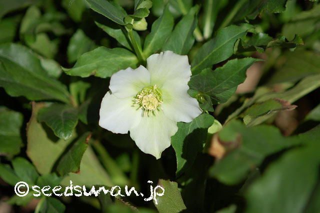 helleborus_orientalis_W_20130312