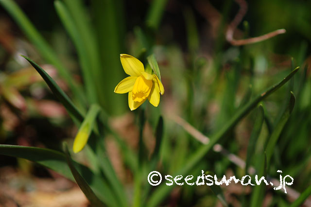 narcissus_cyclamineus_TeteaTete_20130312