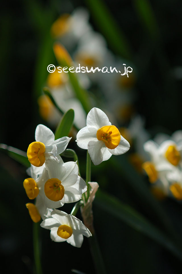 narcissus_tazetta_v_chinensis_20130312