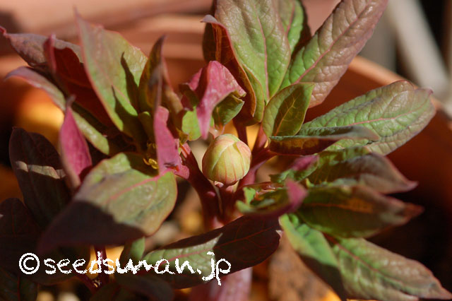 paeonia_japonica_20130317