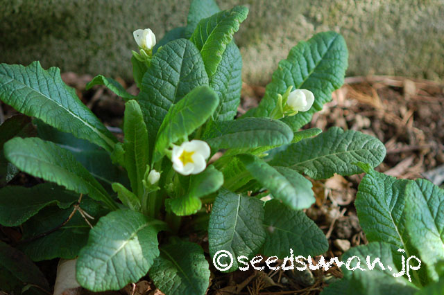 primula_JackintheGreen_20130323