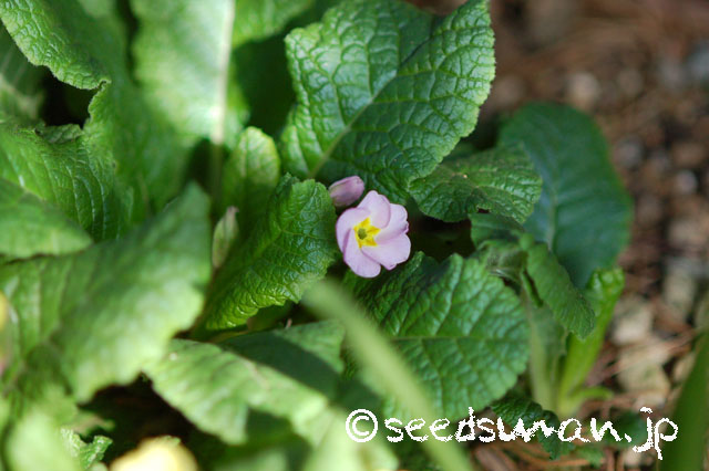 primula_hyb_DP_20130323