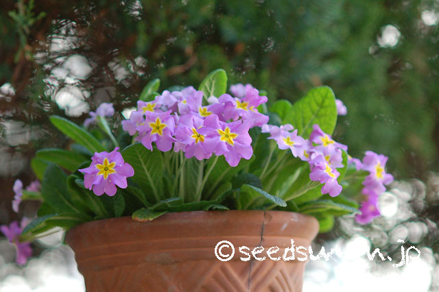 primula_hyb_P_20130323