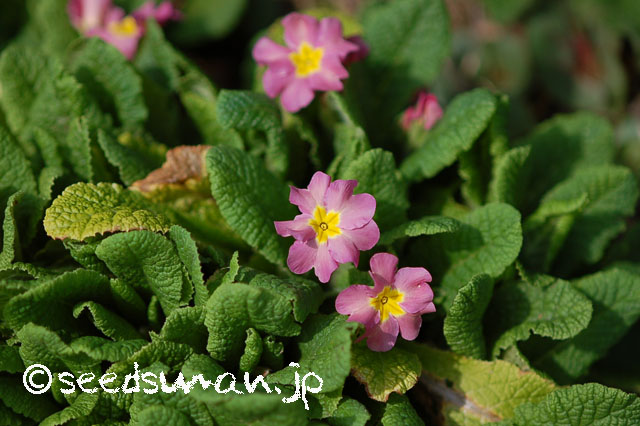 primula_hyb_R_20130320