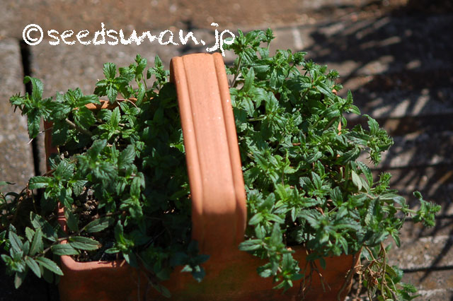 veronica_prostrata_20130326