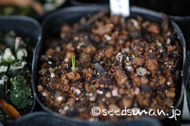 alstroemeria_aurea_20130407