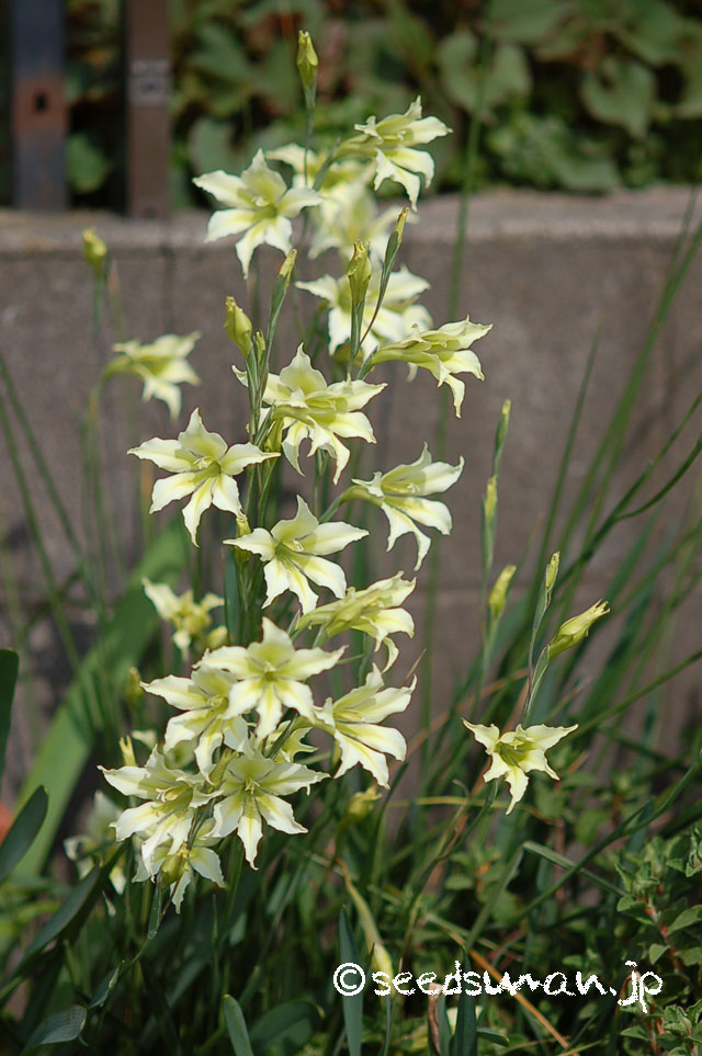 gladiolus_tristis_v_concolor_viridiflora_20130414