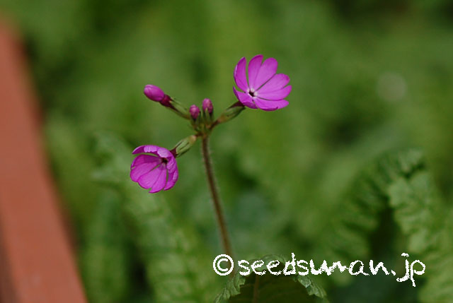 primula_sieboldii_Yatsugatake_20130410