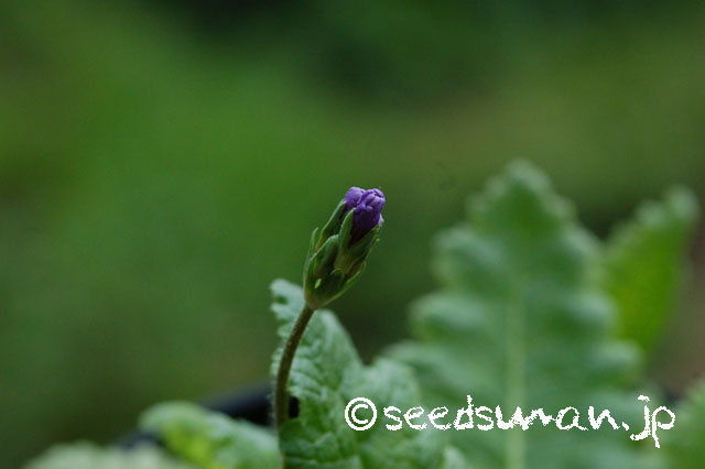 primula_sieboldii_YubiSugata_M_20130409