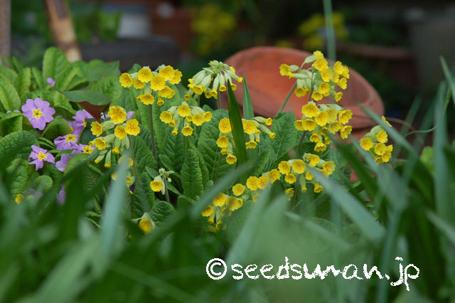 primula_veris_20130406