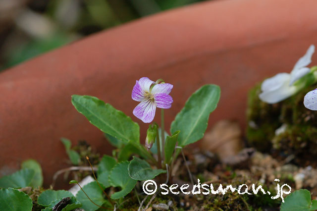 viola_mandshurica_v_triangularis_f_bicolor_20130409
