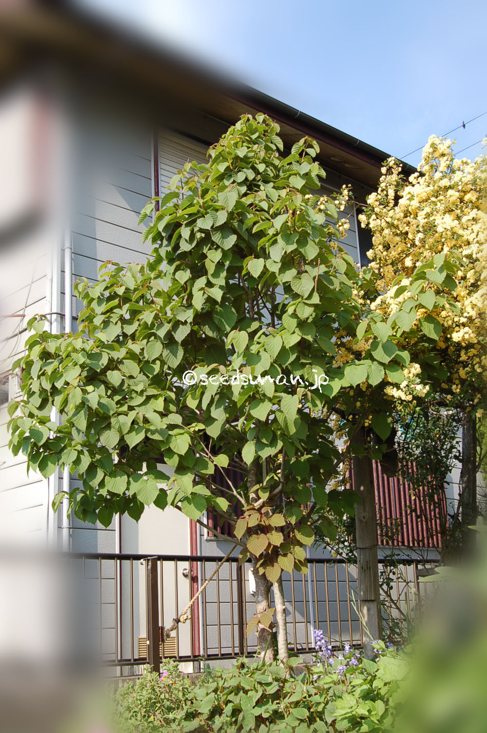 davidia_involucrata_20130504