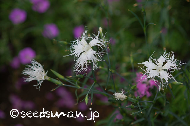 dianthus_x_isensis_20130522_1