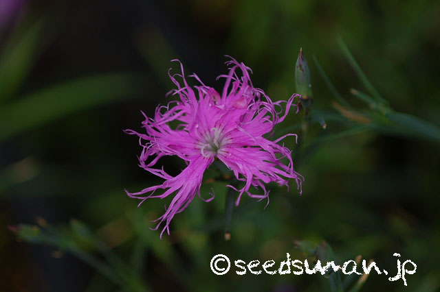 dianthus_x_isensis_20130522_2