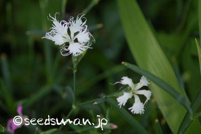 dianthus_x_isensis_20130522_3