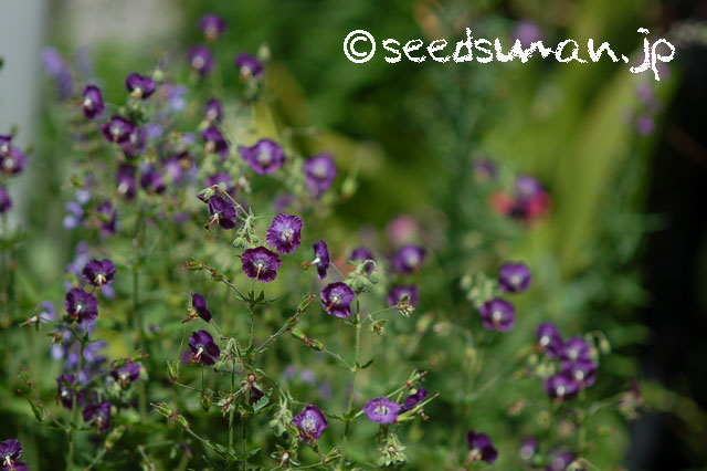 geranium_phaeum_Samobor_20130512