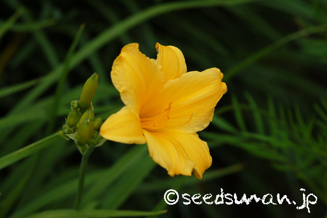 hemerocallis_StelladeOro_20130525