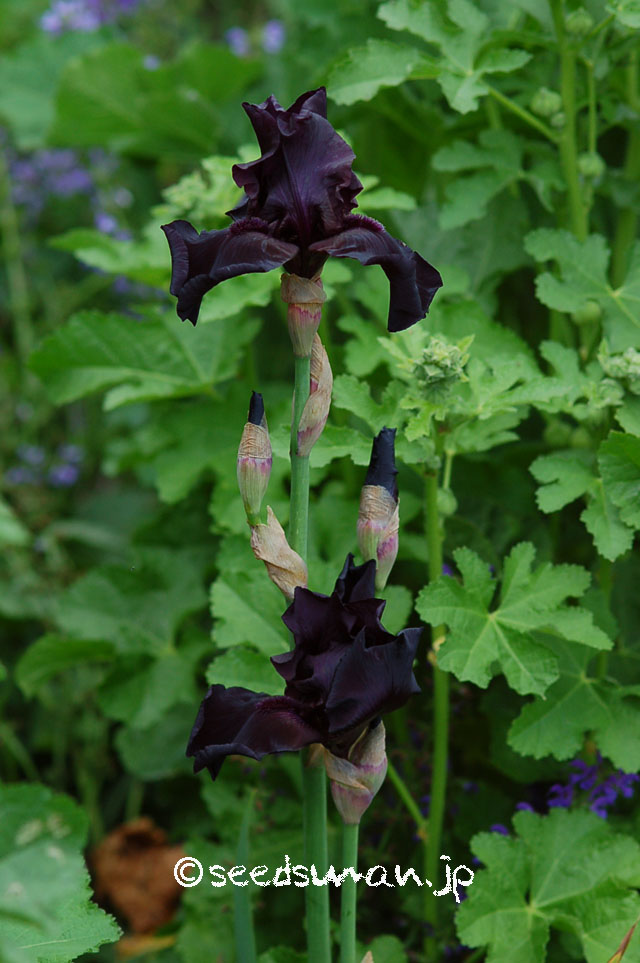 iris_hyb_FadetoBlack_20130514_2