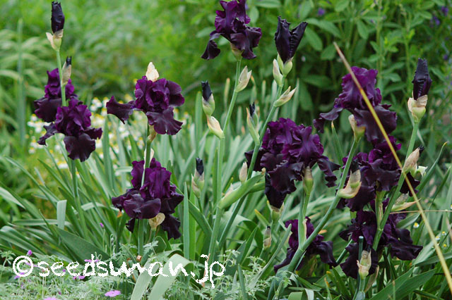 iris_hyb_HelloDarkness_20130511