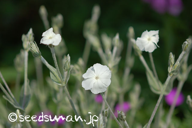 lychnis_coronaria_20130516
