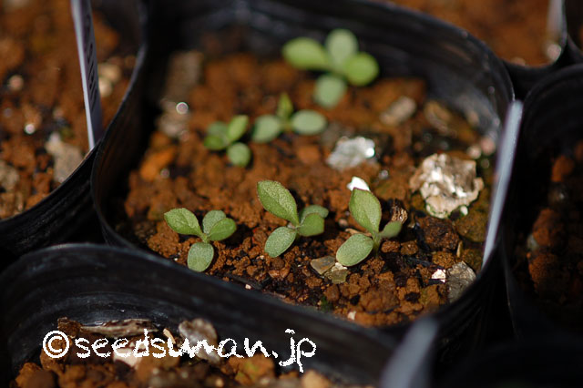 patrinia_scabiosaefolia_20130514