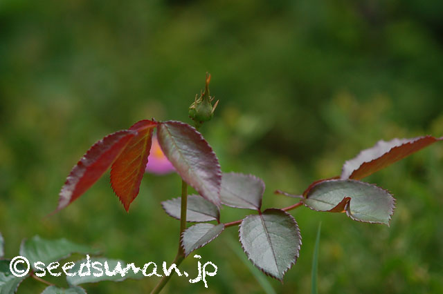 rosa_PierredeRonsard_20130522