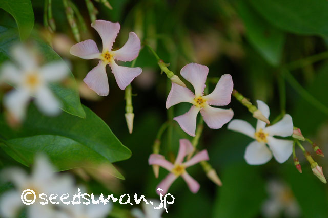 trachelospermum_asiaticum_20130519_1