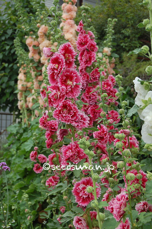 alcea_rosea_20130611