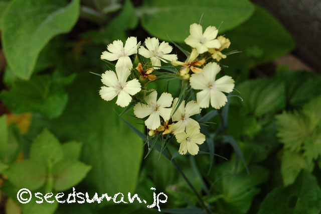 dianthus_knappi_20130608_1