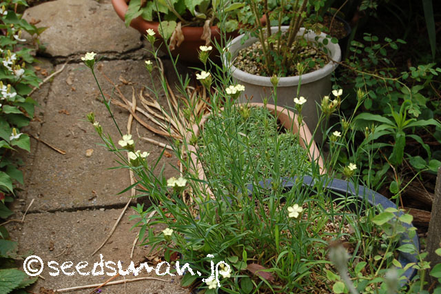 dianthus_knappi_20130608_2