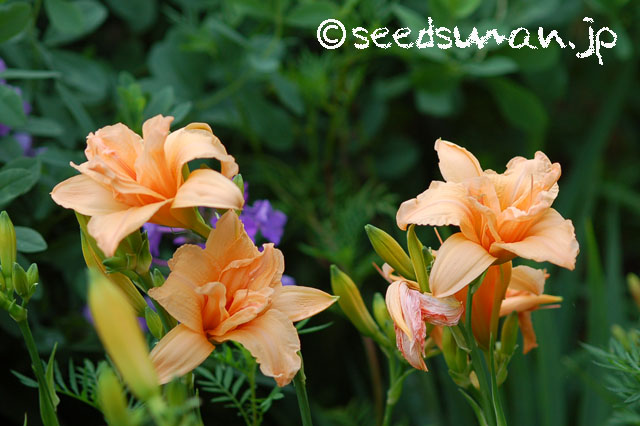 hemerocallis_SiloamDoubleClassic_20130624