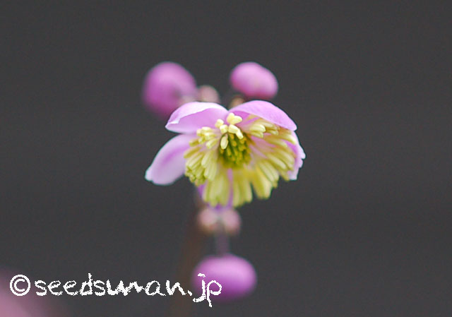 thalictrum_rochebrunianum_20130603_1