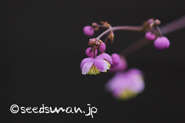 thalictrum_rochebrunianum_20130603_2