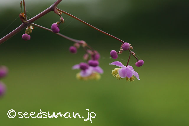 thalictrum_rochebrunianum_20130603_3