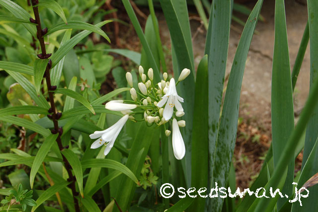 agapanthus_campanulatum_WhiteForm_20130702