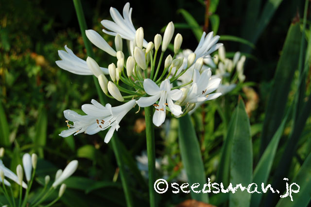 agapanthus_campanulatum_WhiteForm_20130708