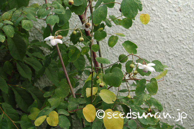 anemonopsis_macrophylla_20130706_1