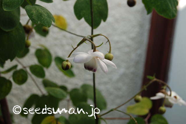 anemonopsis_macrophylla_20130706_2