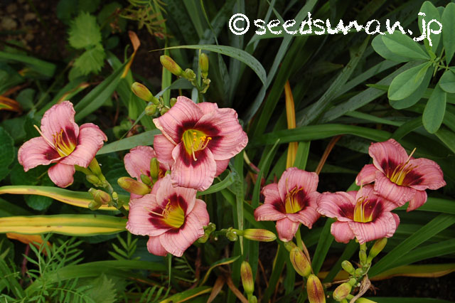 hemerocallis_SiloamTeeTiny_20130706
