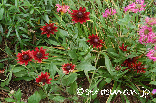 rudbeckia_x_hirta_CherryBrandy_20130706