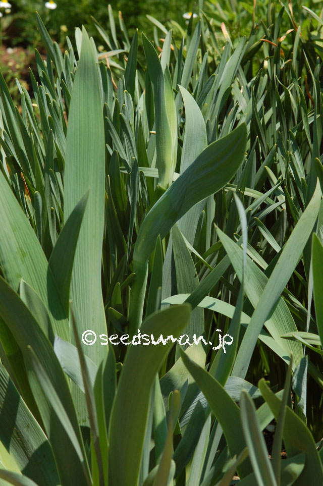 Iris_hyb_HelloDarkness_20140424