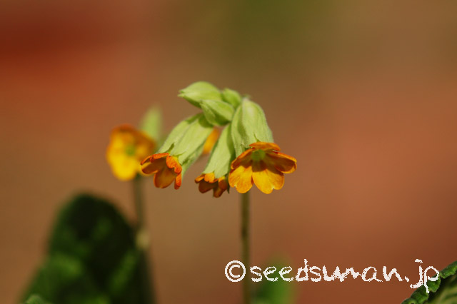 Primula-urumiensis_20140408