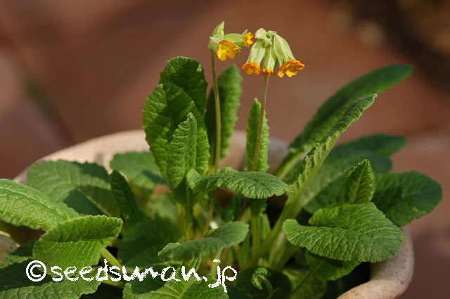 Primula-urumiensis_20140408_2