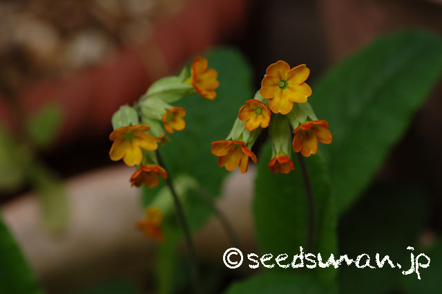 Primula-urumiensis_20140413