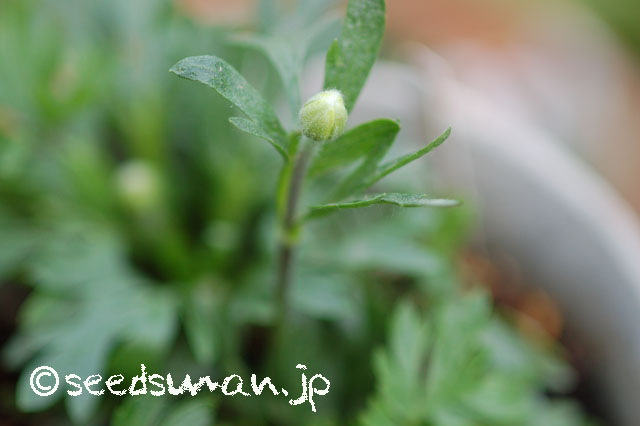 anemone_rupicola_20140428