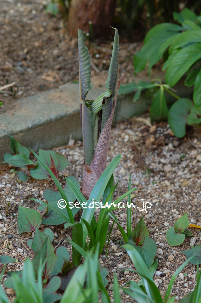 arisaema_ringens_20140413