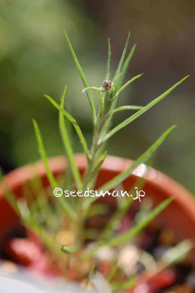 centaurea_cyanus_GivernyBlue_20140412