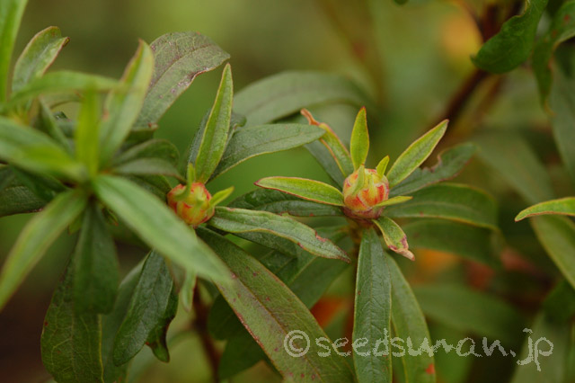 cistus_ladanifer_20140404_2